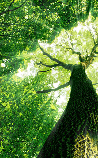 Ekologický program Stromy pro život